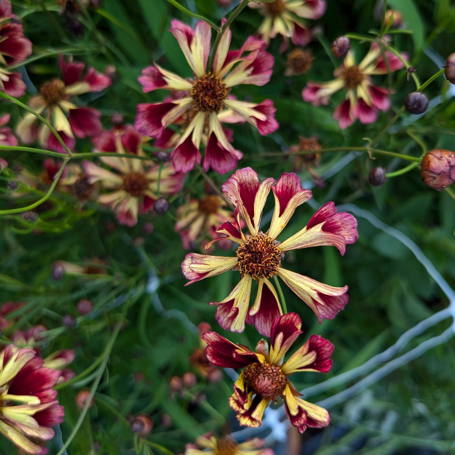 Coreopsis Phoenix Mix Seeds - Bred by Jig-Bee