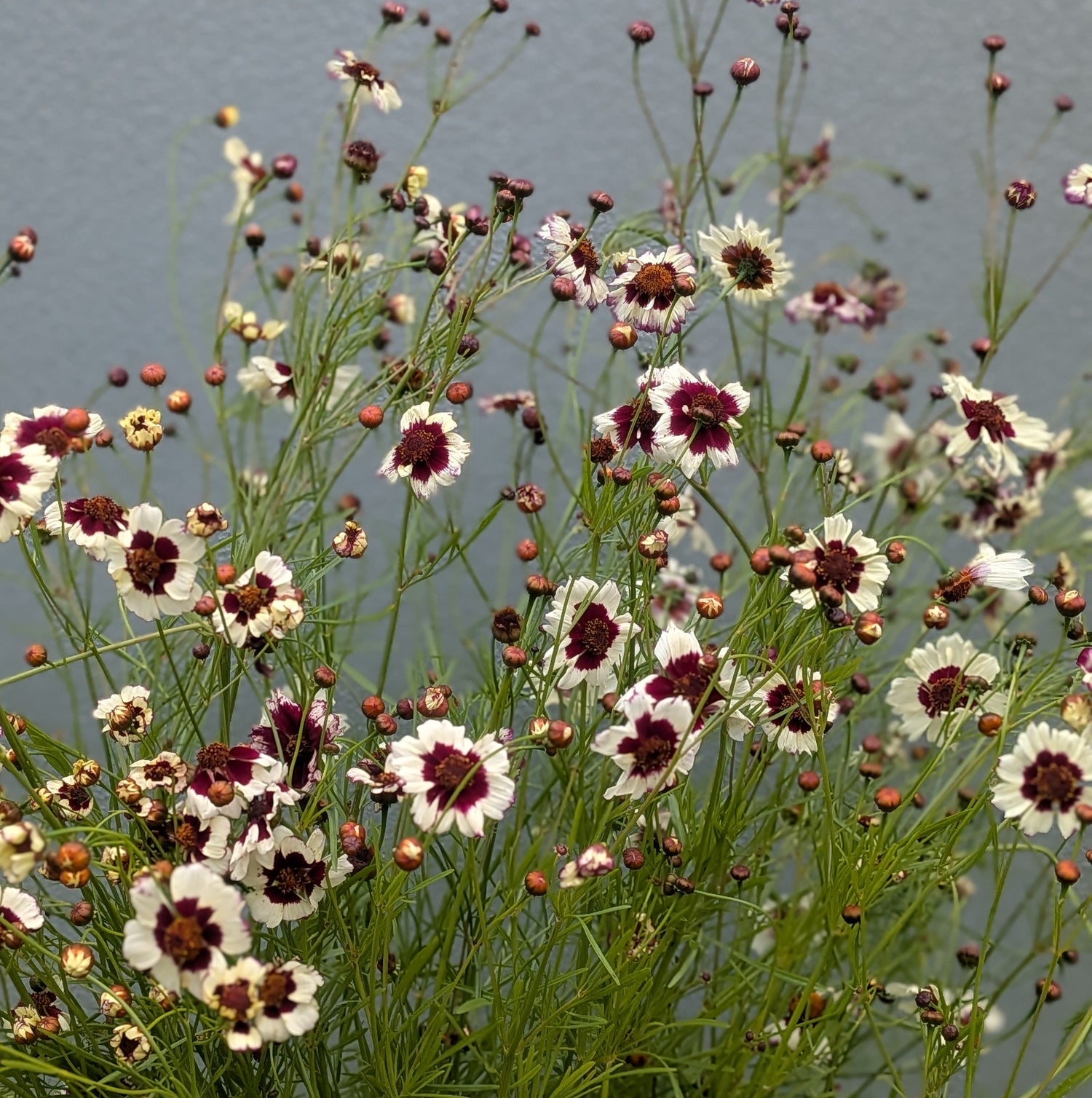 Coreopsis Incredible Swirl Seeds