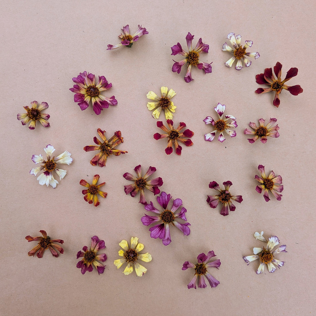 Coreopsis Phoenix Mix Seeds - Bred by Jig-Bee