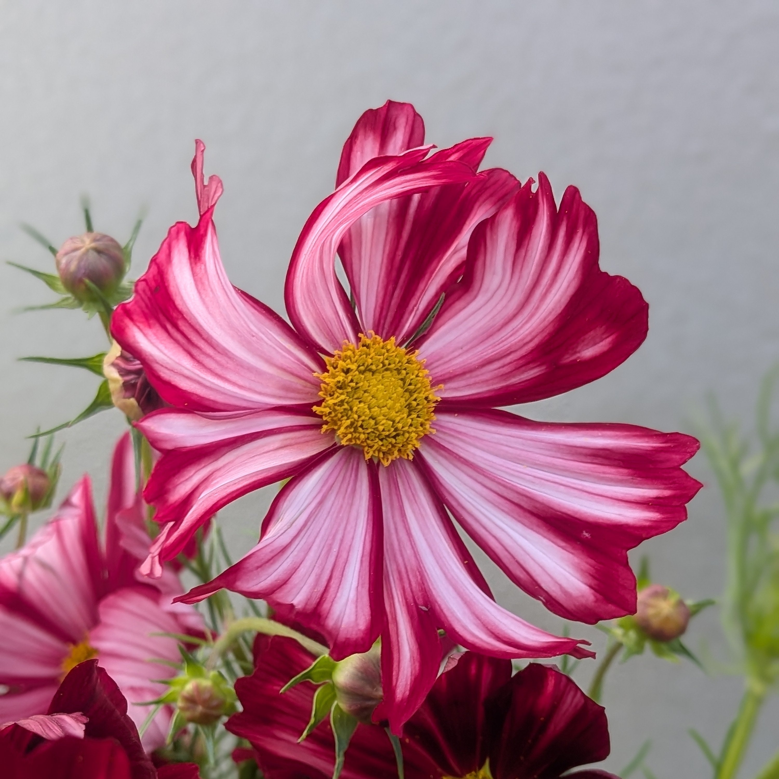 Jig-Bee Flowers Seeds for Burgundy / Black Shades – Jig-Bee Flower