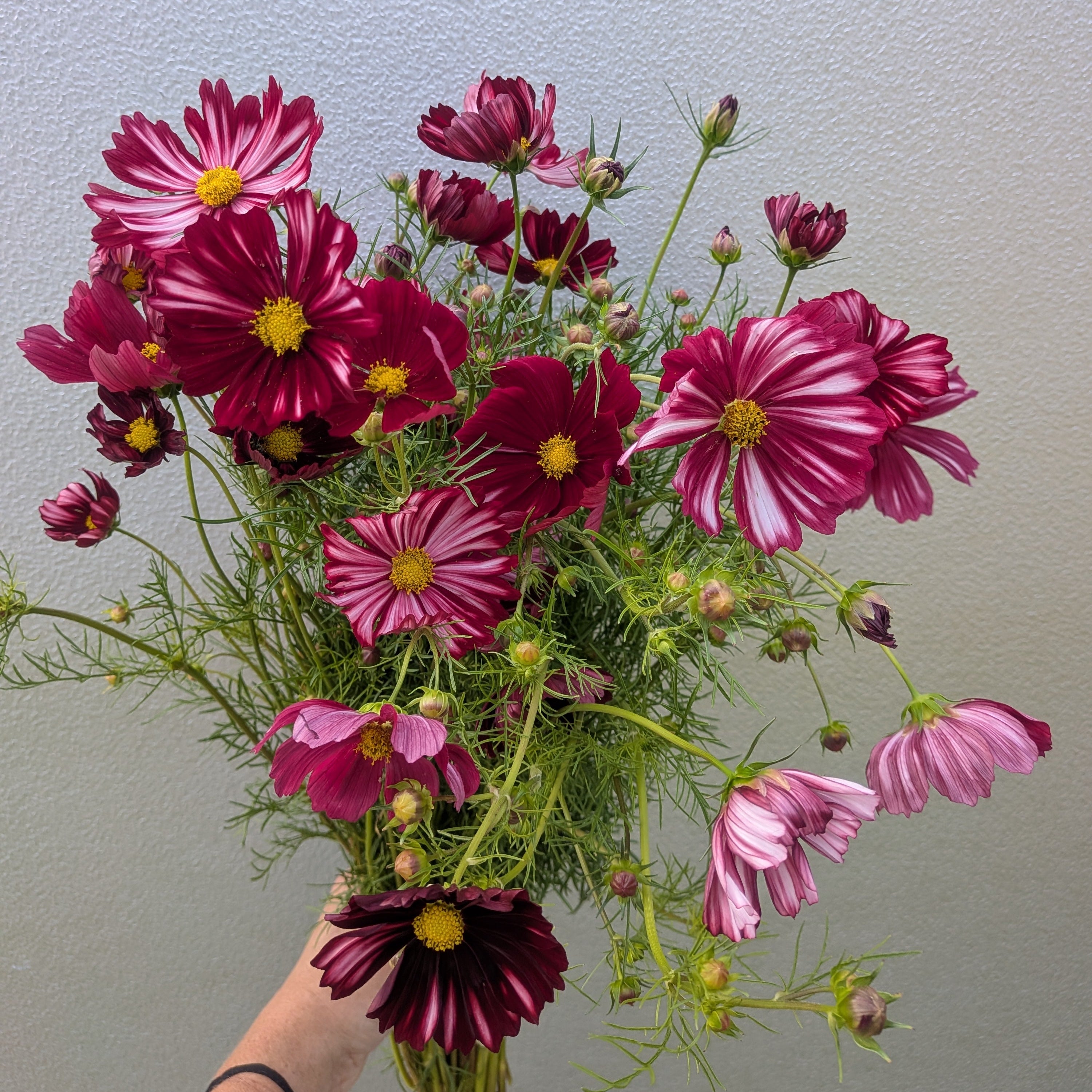 Cosmos Velouette Seeds – Jig-Bee Flower and Seed Company