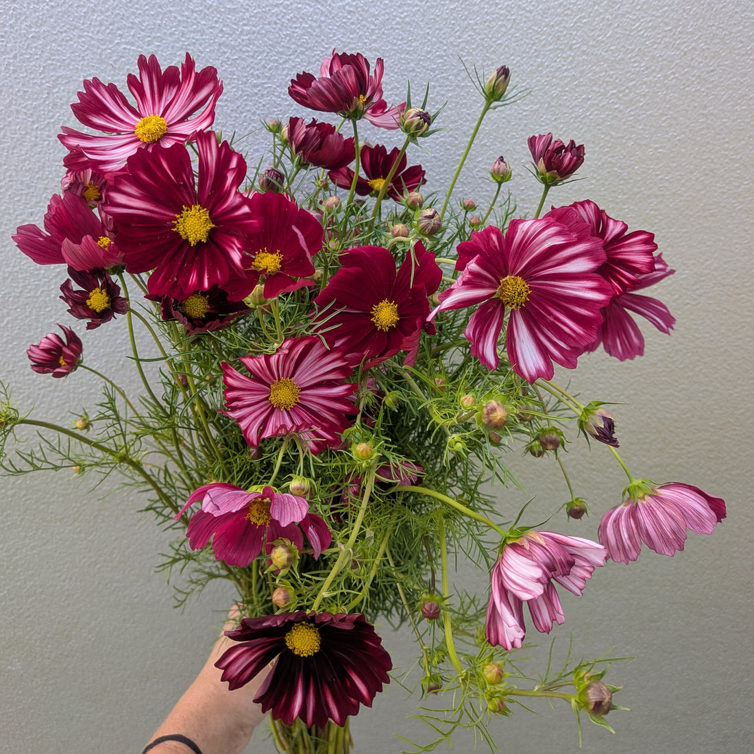Cosmos Velouette Seeds